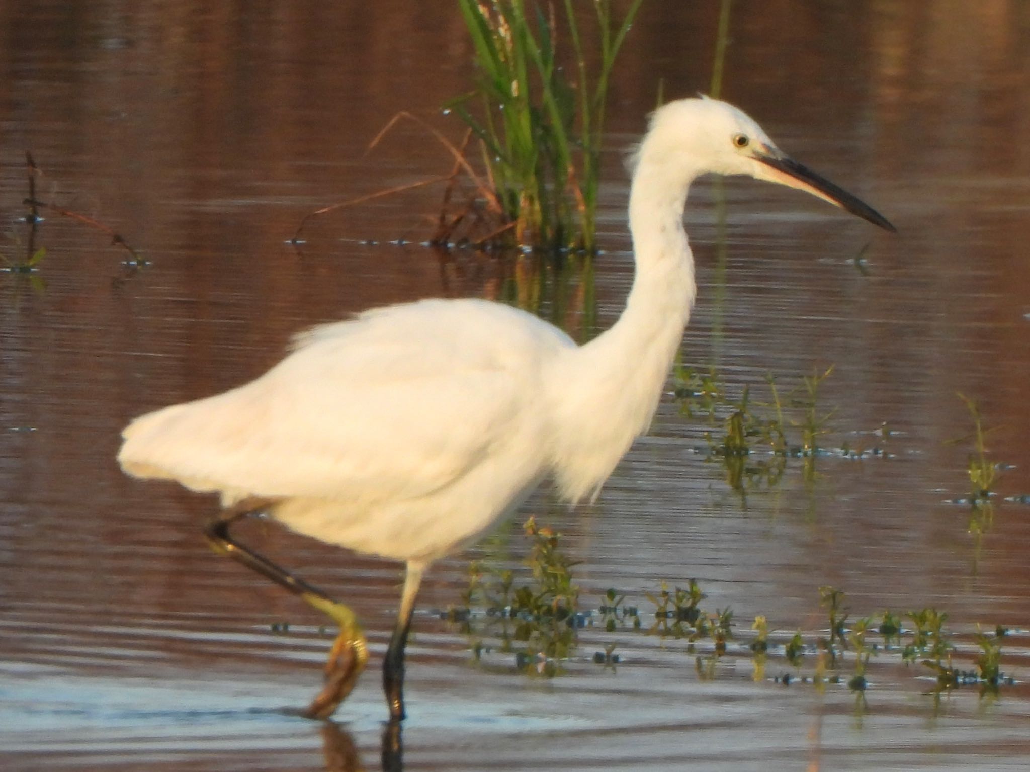 Little Egret