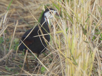 White-breasted Waterhen Ishigaki Island Wed, 1/3/2024