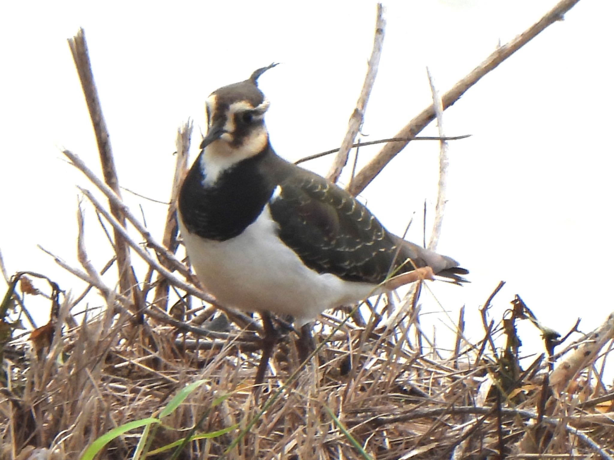 Northern Lapwing