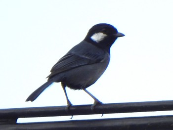 Japanese Tit(nigriloris) Ishigaki Island Wed, 1/3/2024