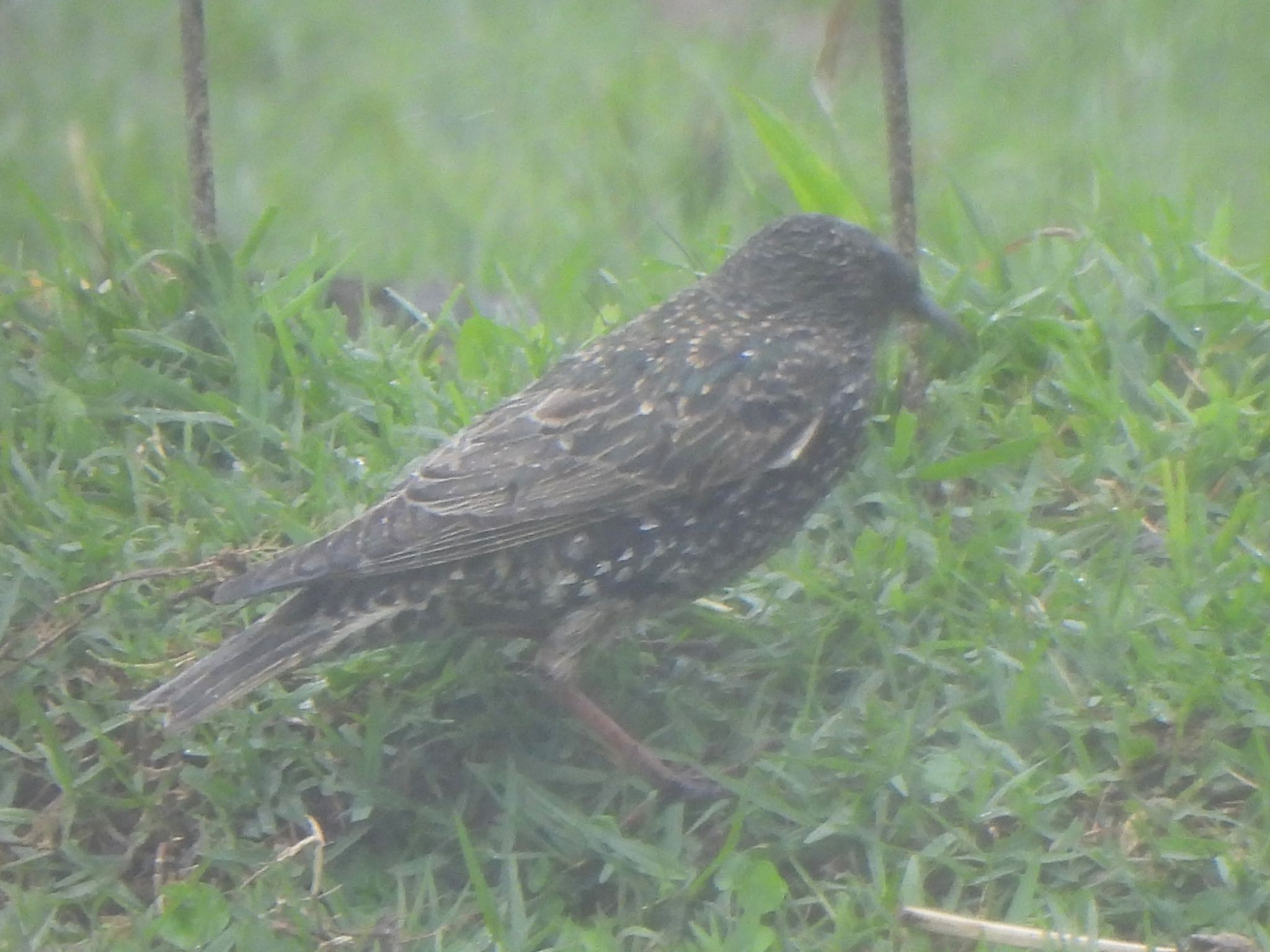 Common Starling