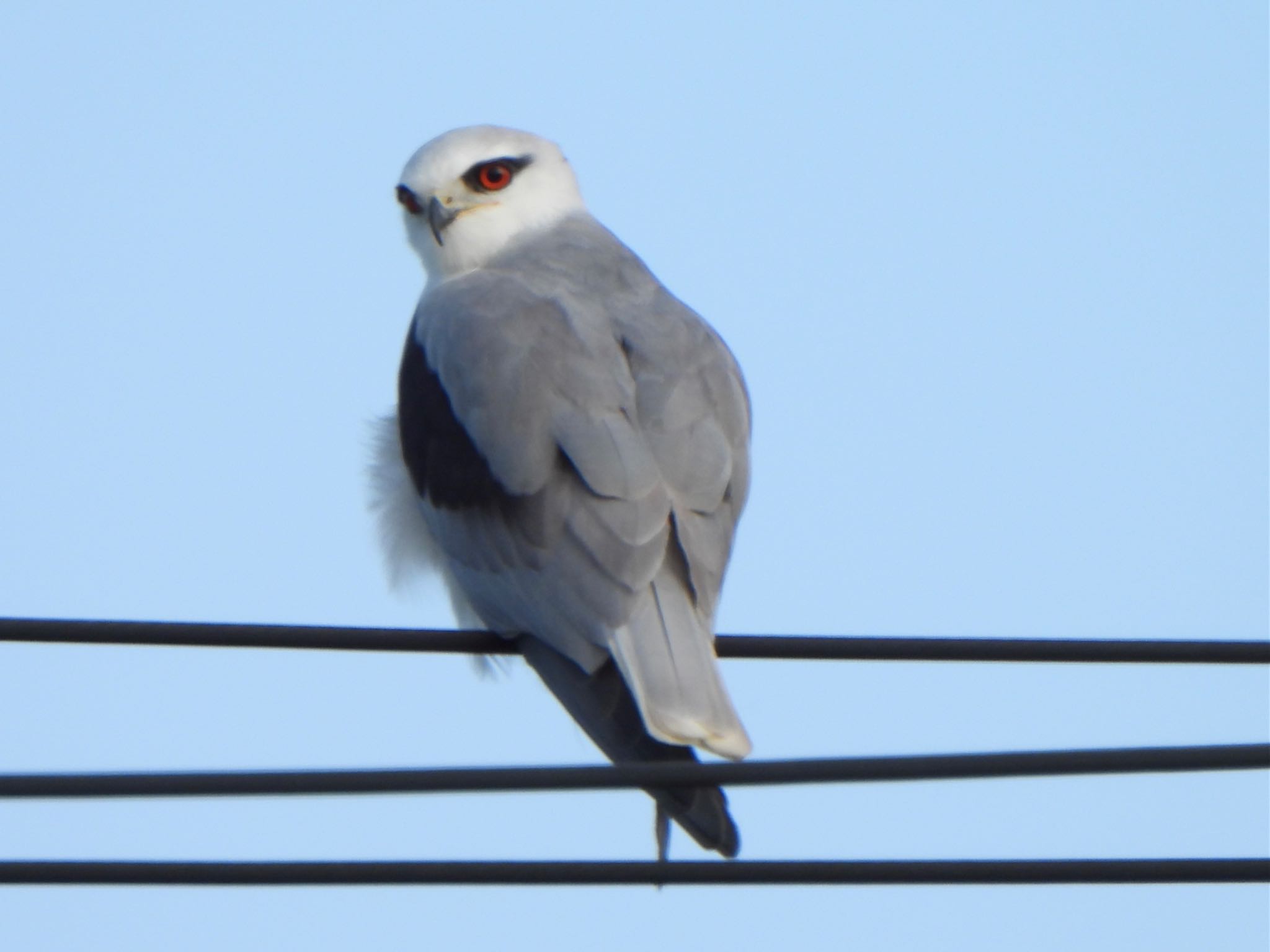 Photo of Black-winged Kite at Ishigaki Island by ツピ太郎