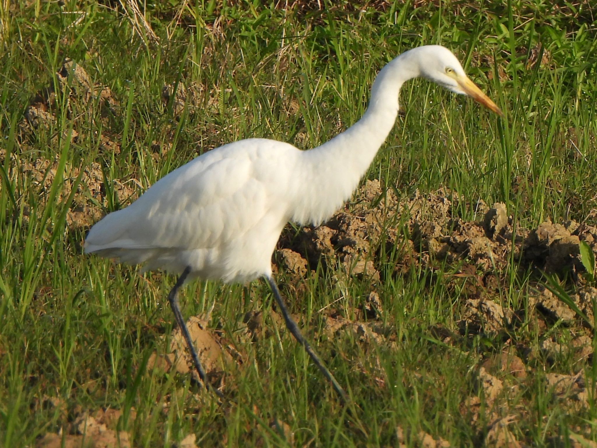 Medium Egret