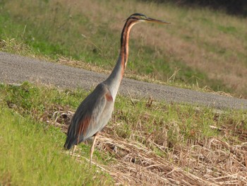 Purple Heron Ishigaki Island Wed, 1/3/2024