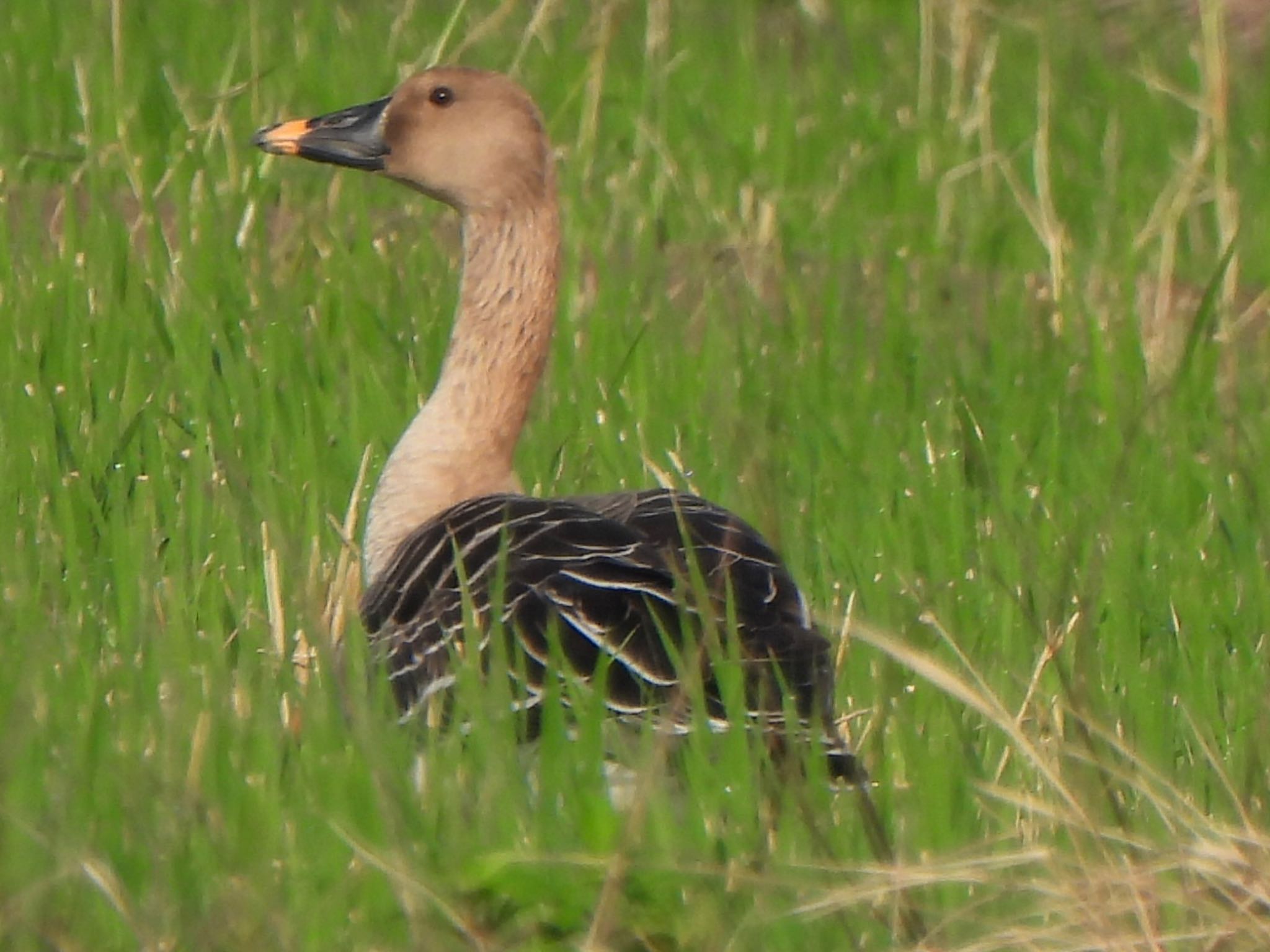 Tundra Bean Goose