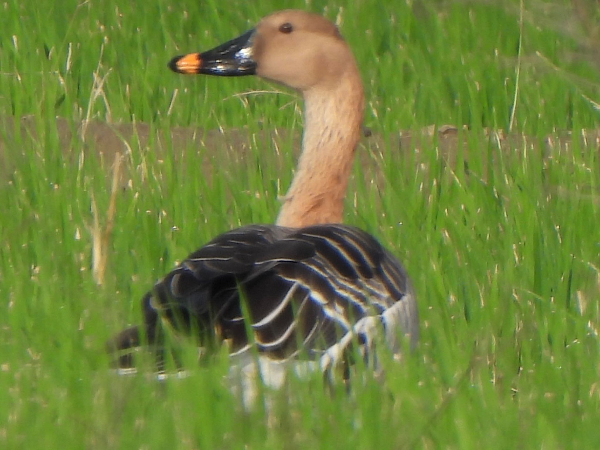 Taiga Bean Goose