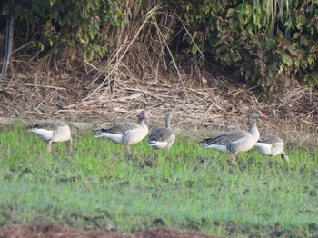 2024年1月3日(水) 石垣島の野鳥観察記録