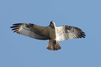 Osprey 愛知県 Fri, 12/29/2023