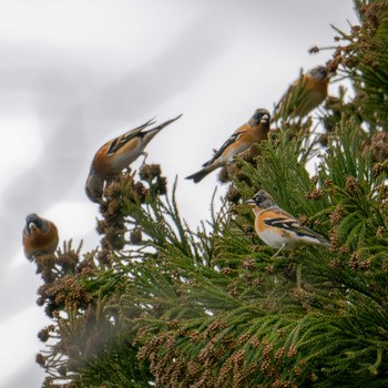 Brambling Miyagi Kenminnomori Sat, 1/6/2024