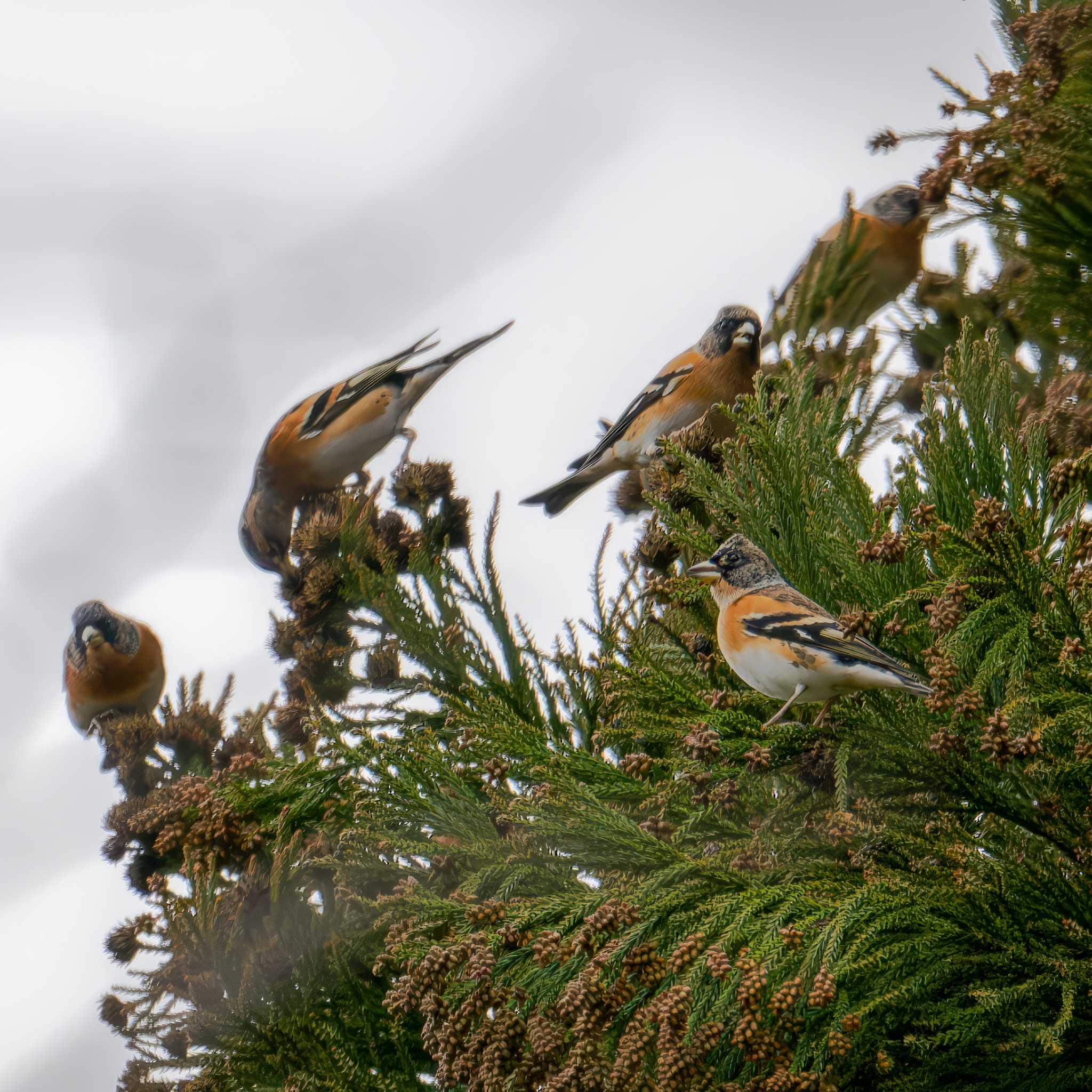 Photo of Brambling at Miyagi Kenminnomori by LeoLeoNya