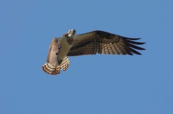 Osprey 愛知県 Fri, 12/29/2023