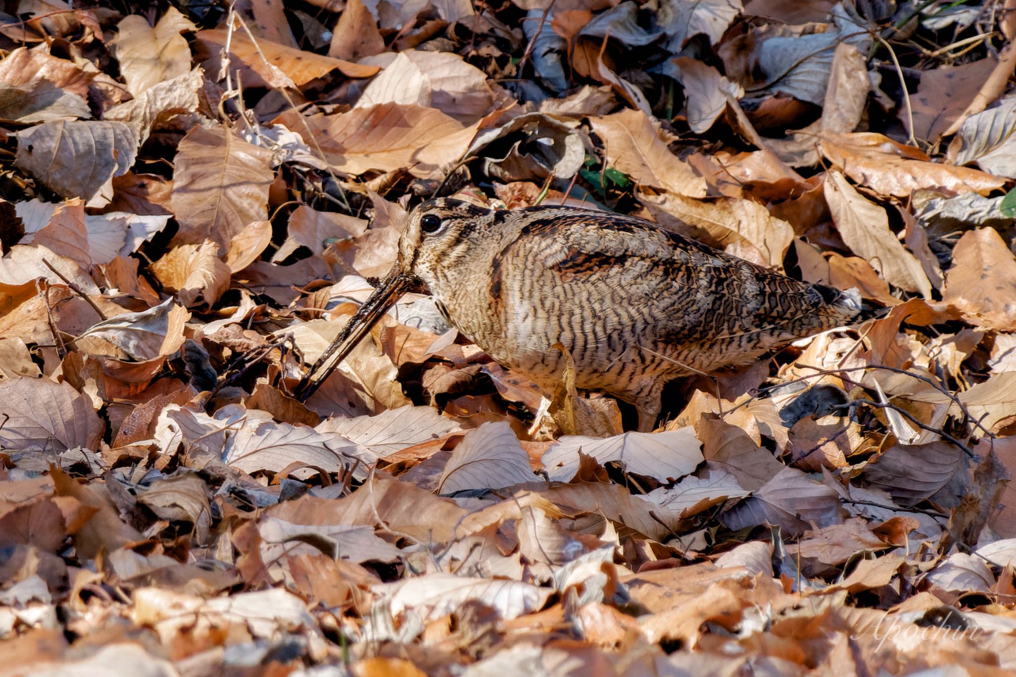 Photo of Eurasian Woodcock at Maioka Park by アポちん