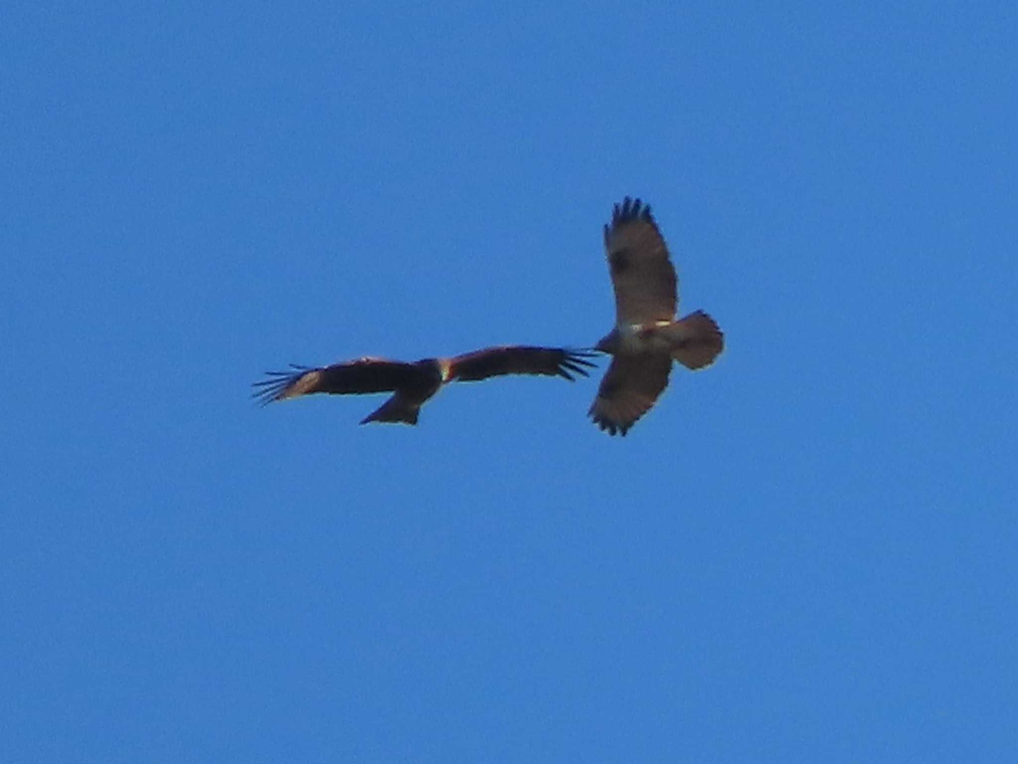 Eastern Buzzard