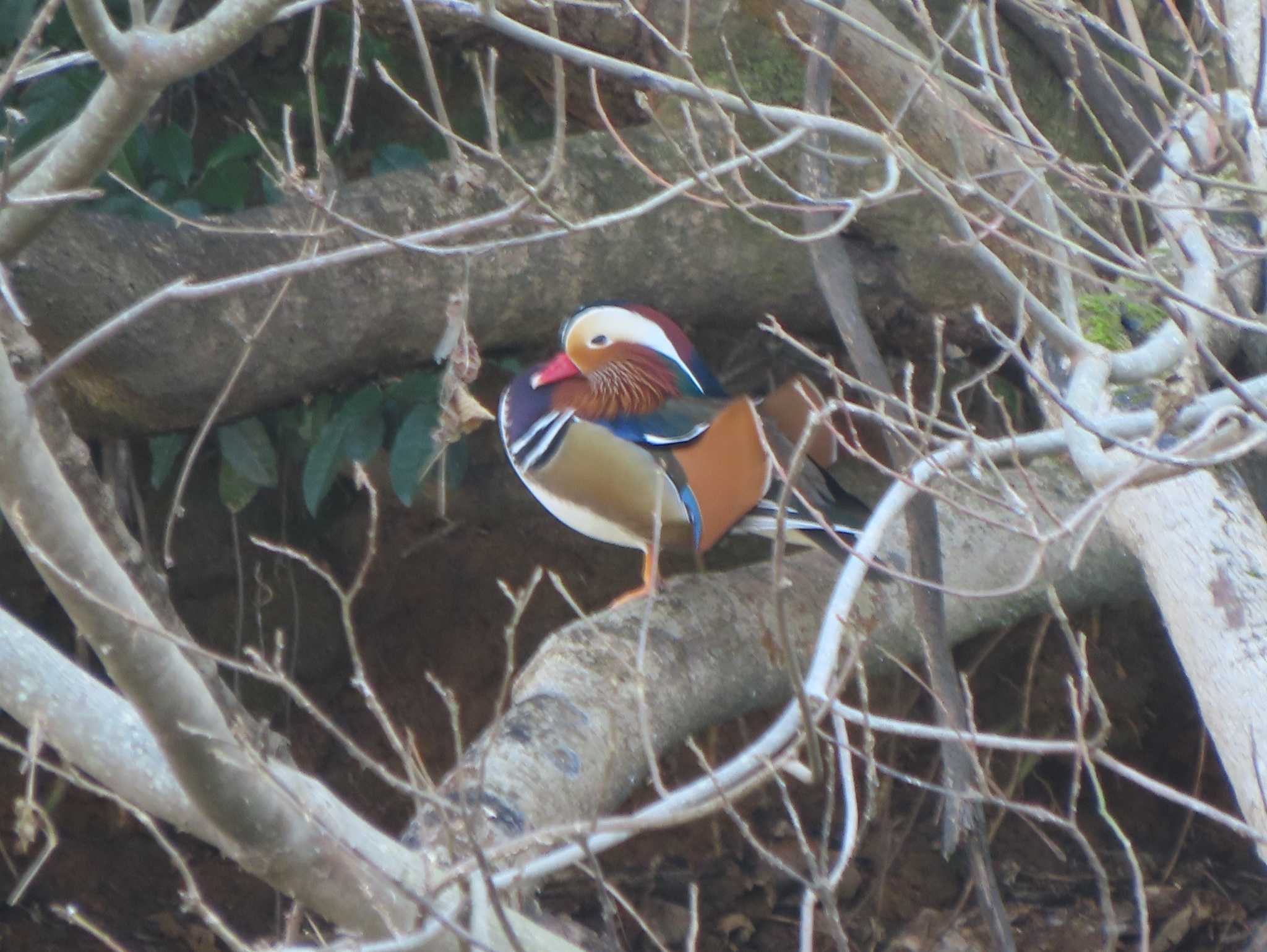 Photo of Mandarin Duck at 奈良(柳本、三輪周辺) by あなちゃん