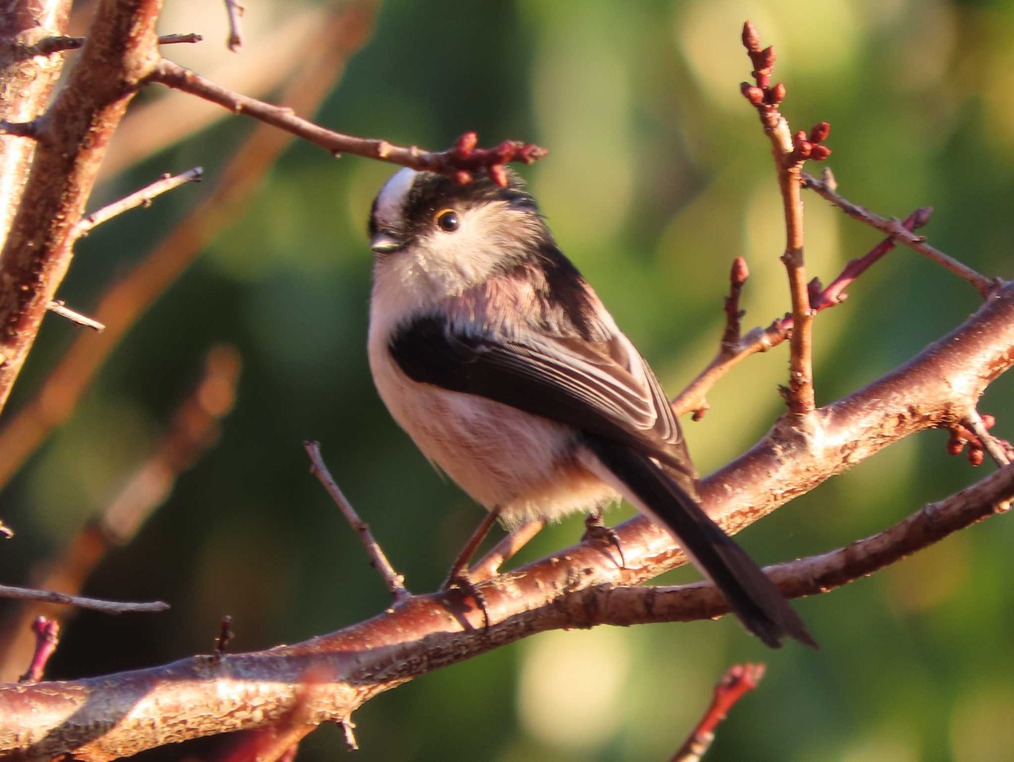 Long-tailed Tit