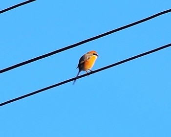 Bull-headed Shrike 男里川 Fri, 1/5/2024