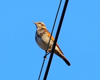 Dusky Thrush 男里川 Fri, 1/5/2024