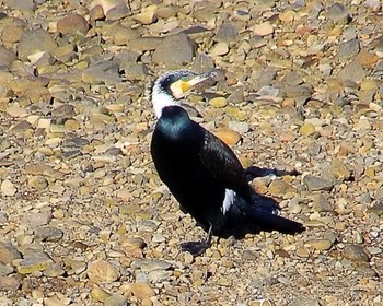 Great Cormorant 男里川 Fri, 1/5/2024