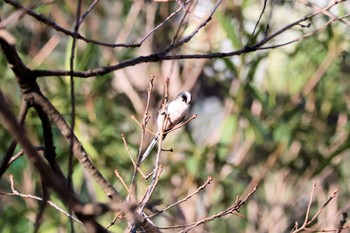 Long-tailed Tit 行徳鳥獣保護区 Sat, 1/6/2024