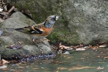 2024年1月3日(水) 井の頭公園の野鳥観察記録