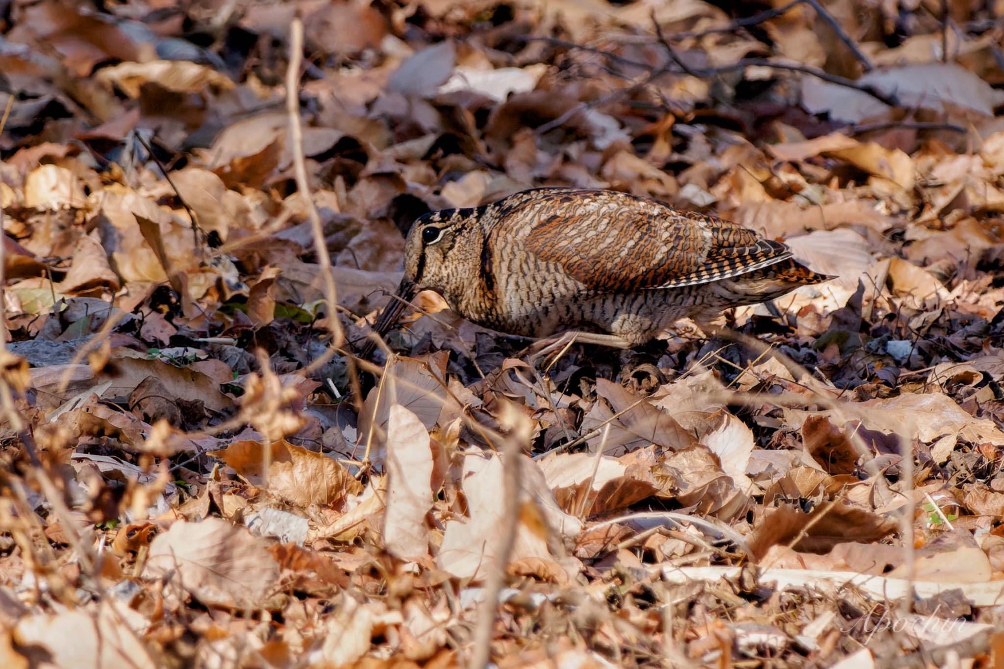 Eurasian Woodcock