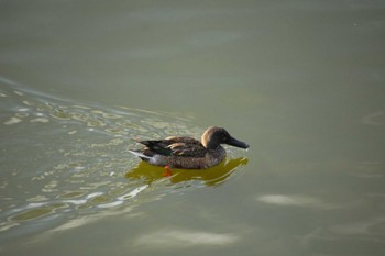 Northern Shoveler 市ヶ谷濠 Sat, 12/30/2023