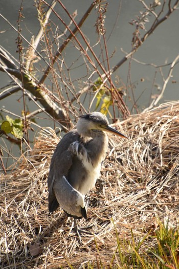 Grey Heron 市ヶ谷濠 Sat, 12/30/2023