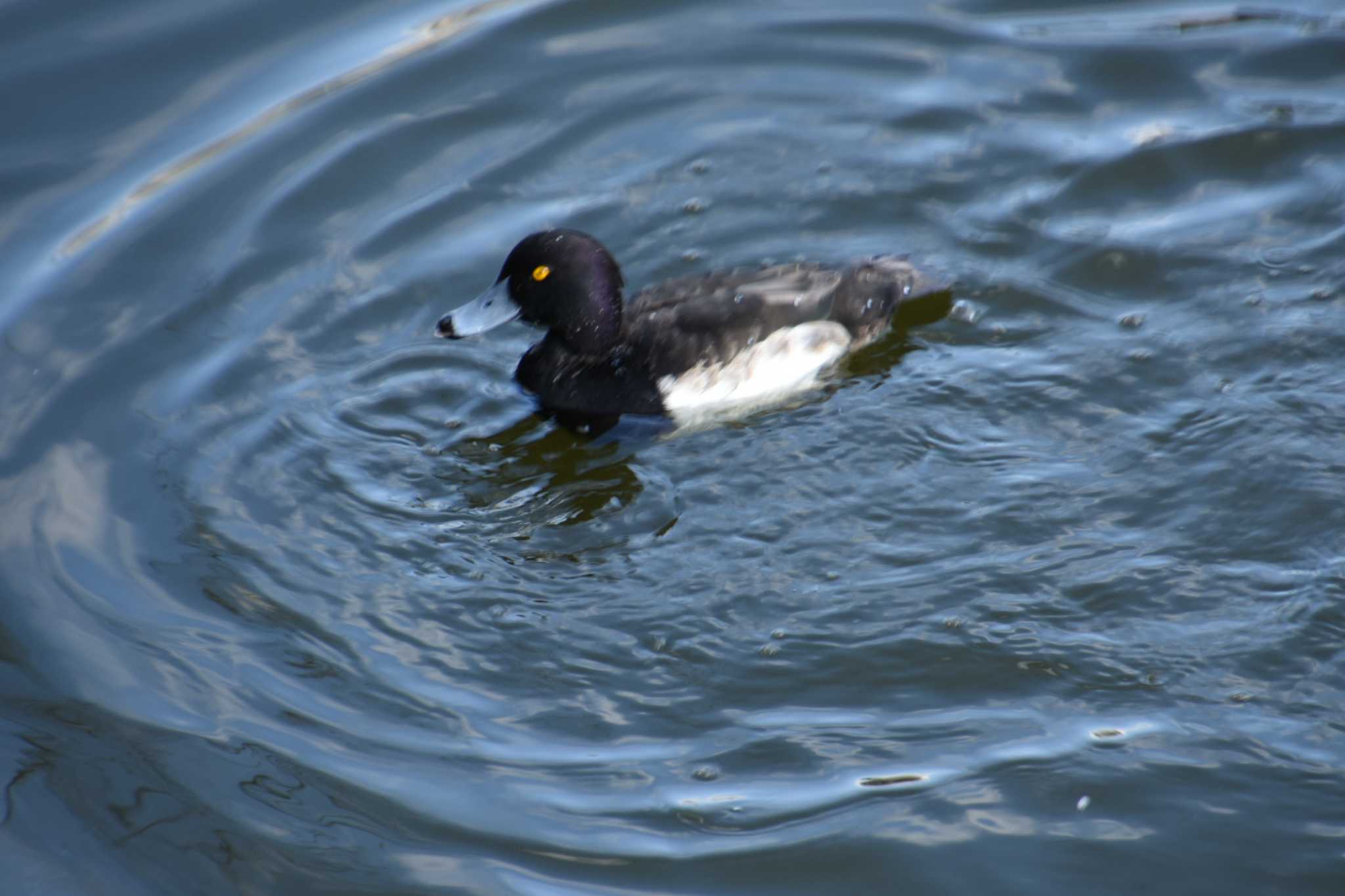 Photo of Tufted Duck at 市ヶ谷濠 by kengo-low