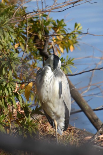 Grey Heron 市ヶ谷濠 Sat, 12/30/2023