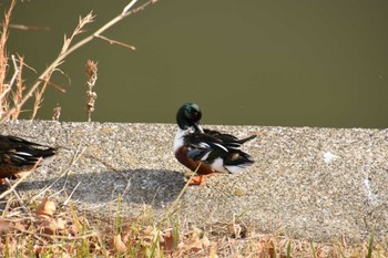 Northern Shoveler 市ヶ谷濠 Sat, 12/30/2023