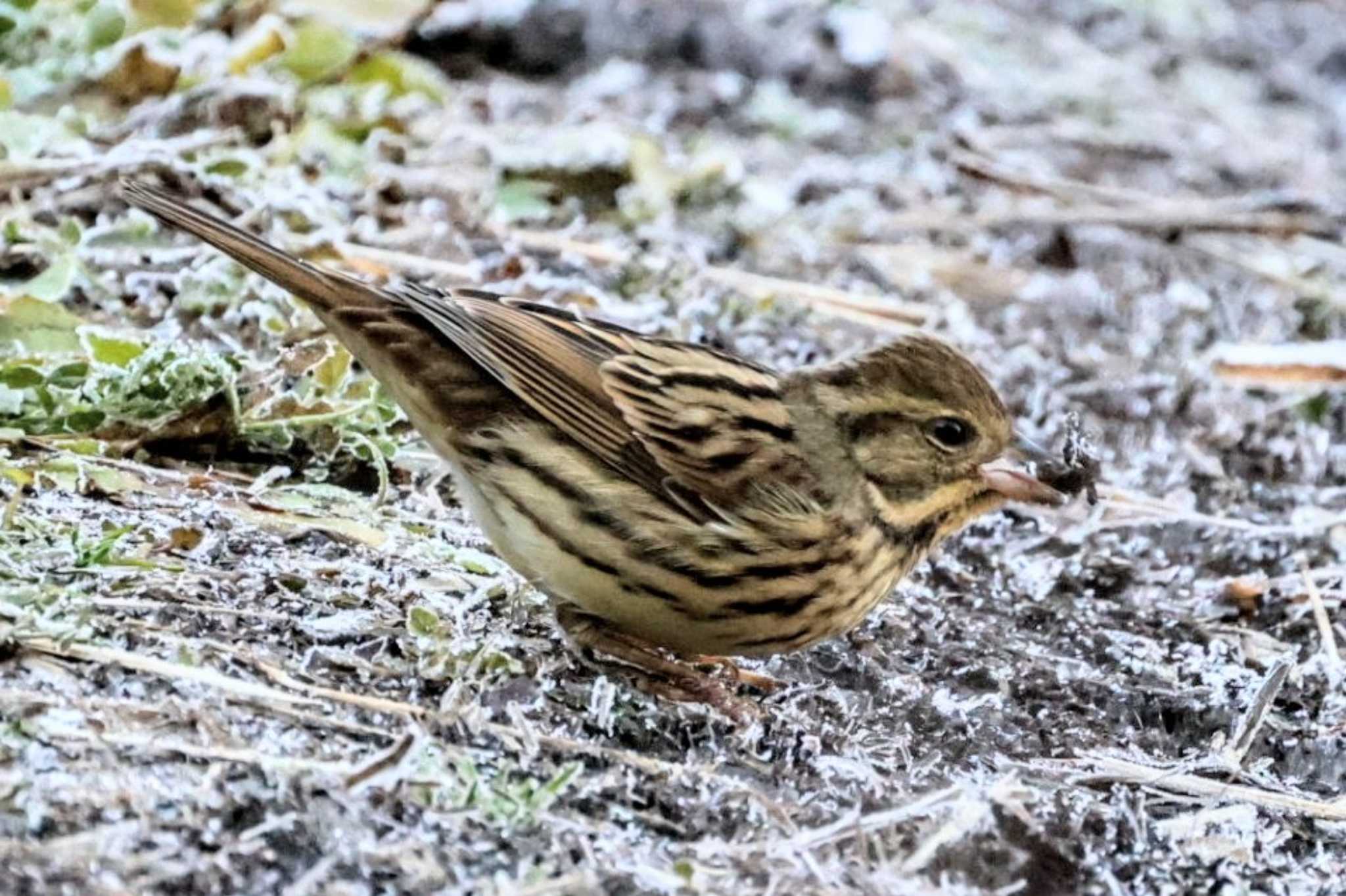 Masked Bunting