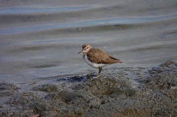 イソシギ 東京港野鳥公園 2018年10月31日(水)