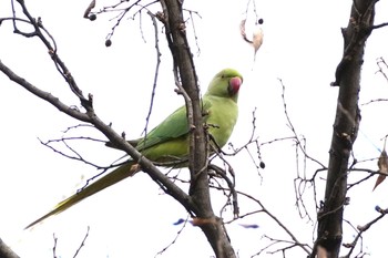 Indian Rose-necked Parakeet Inokashira Park Wed, 1/3/2024