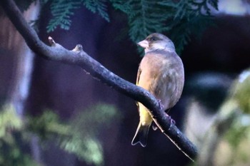 2024年1月6日(土) 横浜市児童遊園地の野鳥観察記録