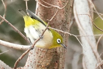 Warbling White-eye Inokashira Park Wed, 1/3/2024