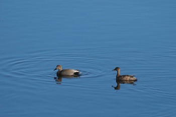 オカヨシガモ 金井遊水地(金井遊水池) 2024年1月6日(土)