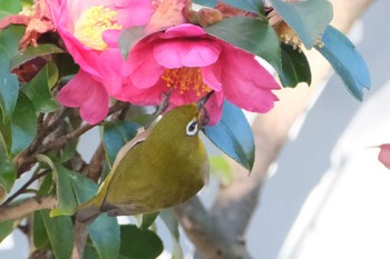 Warbling White-eye 金井遊水地(金井遊水池) Sat, 1/6/2024