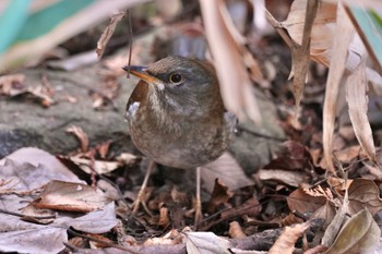 Pale Thrush Inokashira Park Wed, 1/3/2024