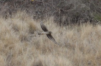 Hen Harrier 和歌山森林公園 Sat, 1/6/2024