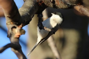 ハシブトガラ 北海道 函館市 東山 2018年11月1日(木)