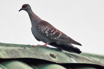 ウロコカワラバト アンボセリ国立公園 2023年12月26日(火)