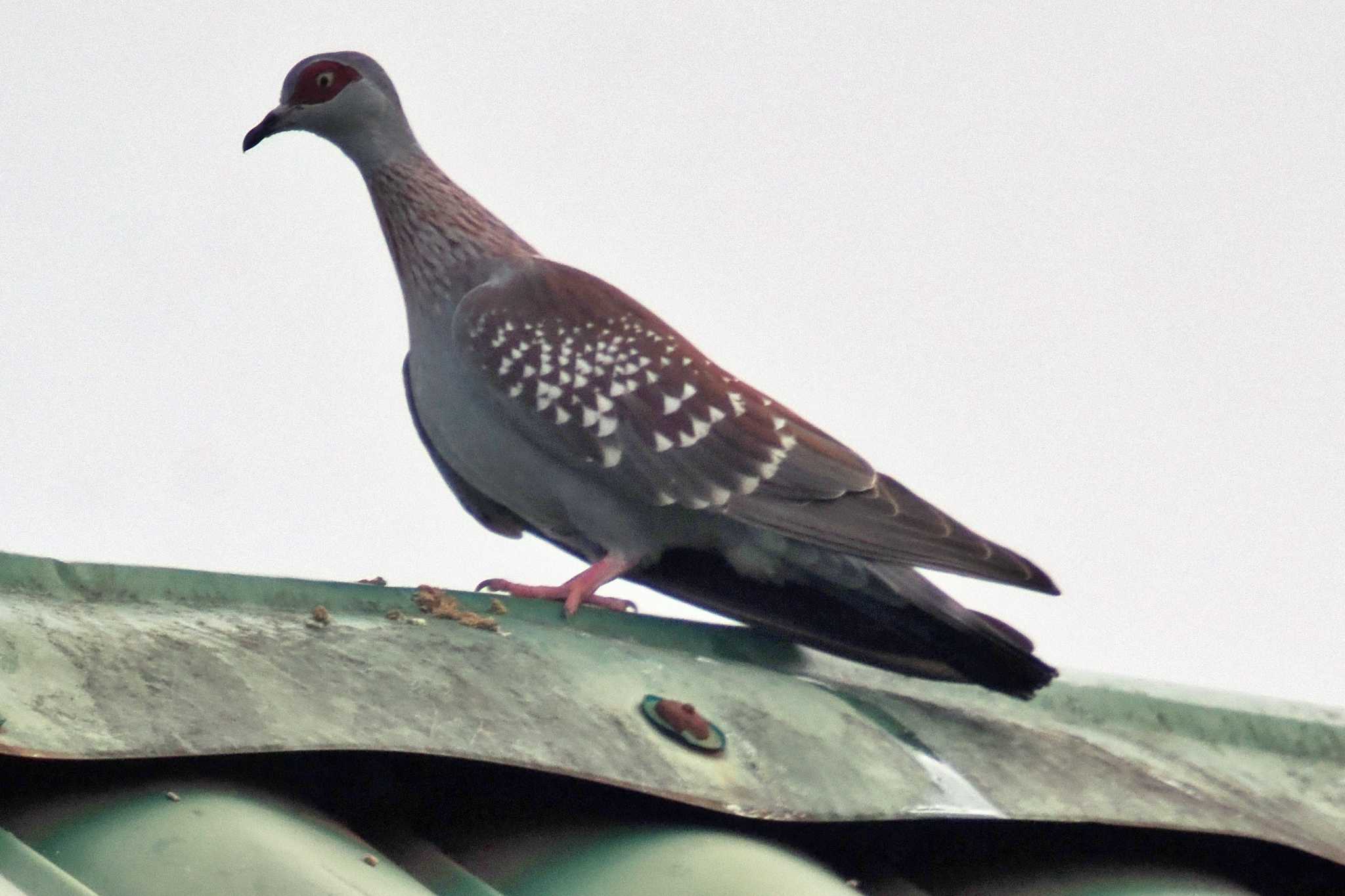 Photo of Speckled Pigeon at Amboseli National Park by 藤原奏冥