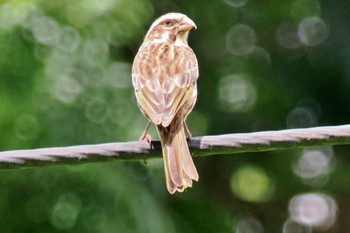 Streaky Seedeater