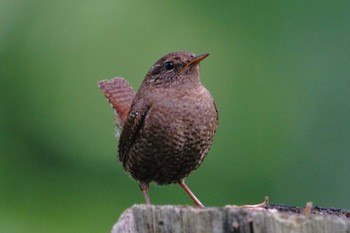 Eurasian Wren 北海道 Tue, 5/30/2023