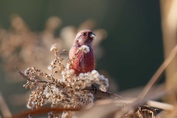 Siberian Long-tailed Rosefinch 海上の森 Fri, 12/29/2023