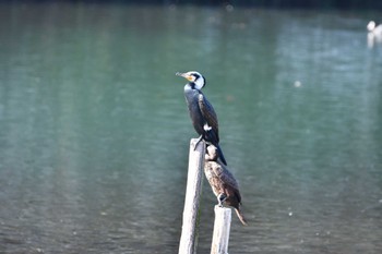 Great Cormorant Nagahama Park Fri, 1/5/2024