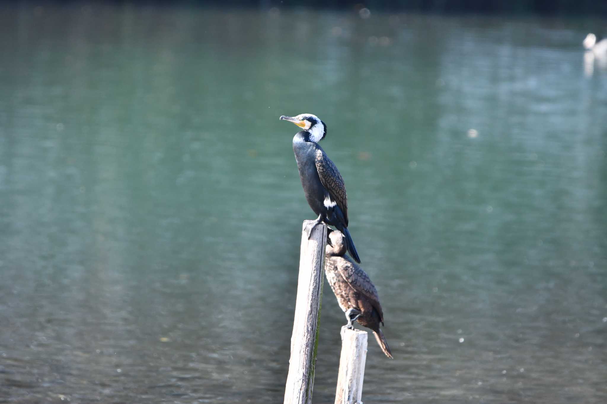 Great Cormorant