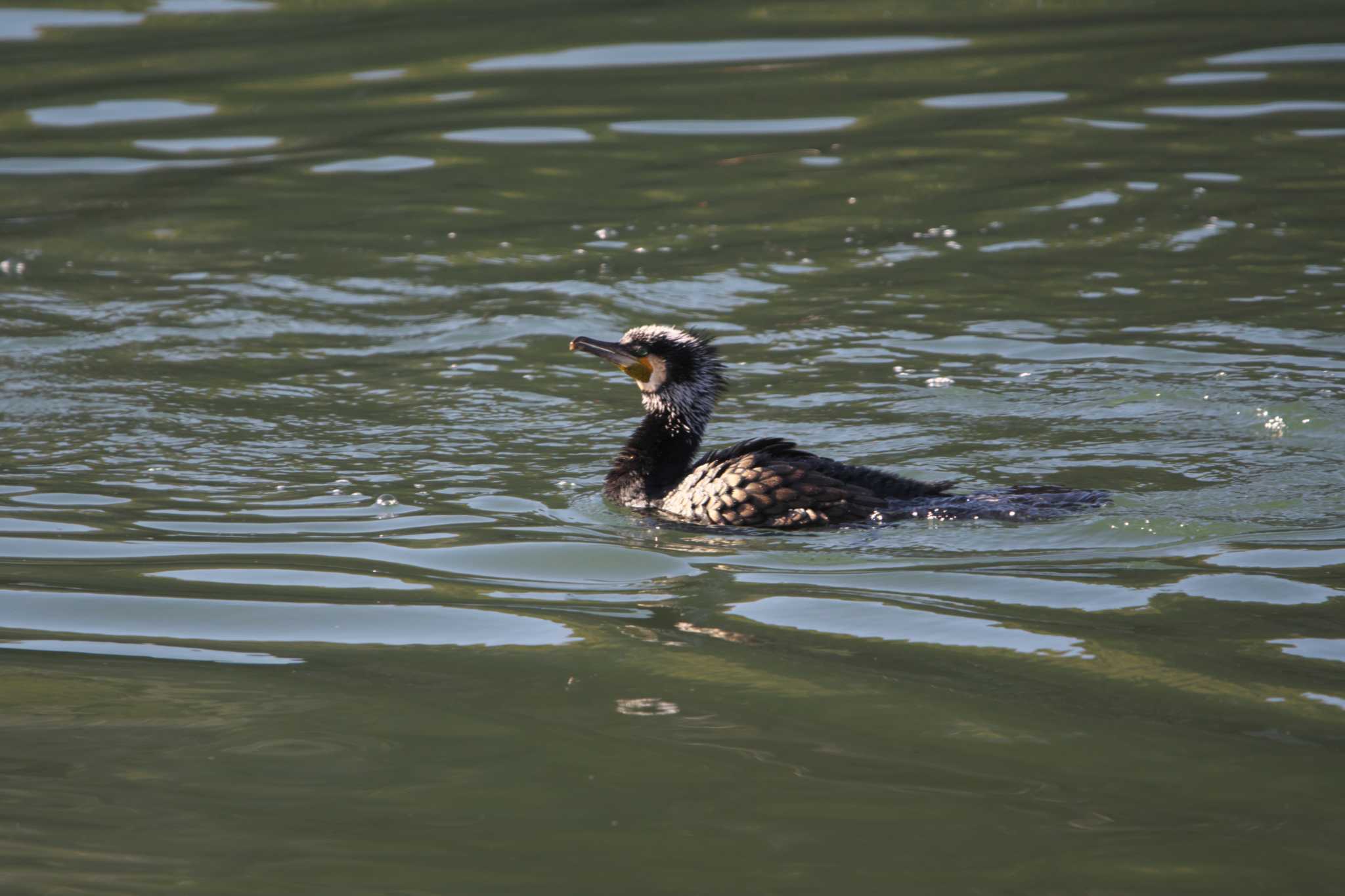 Great Cormorant