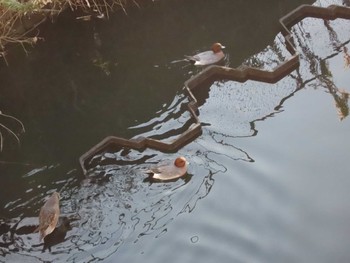 Eurasian Wigeon ふれあい松戸川 Sat, 1/6/2024