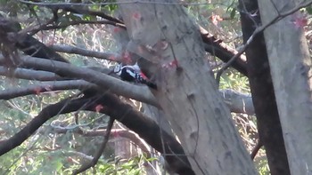 Great Spotted Woodpecker 21世紀の森と広場(千葉県松戸市) Unknown Date